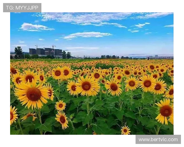 全运会临近广州迎盛会花海绽放城市美景展风采